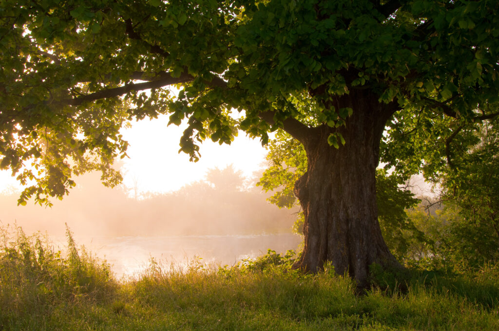 Chevington to join in with the Queen's Green Canopy